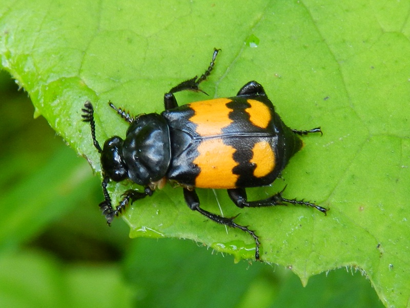 ID insetto arancione e nero: Nicrophorus vespilloides